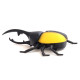 Радиоуправляемый робот ZF Желтый Жук Рогач - ZF-9996C